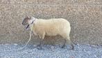 Bleu du maine dekram, Dieren en Toebehoren, Schapen, Geiten en Varkens, Mannelijk, Schaap, 0 tot 2 jaar