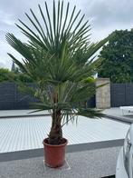 Palmiers d’extérieur trachycarpus, Jardin & Terrasse, Enlèvement, Plante fixe, Autres espèces, Plein soleil