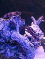 Julidochromis cichliden 5 voor 15 euro, Dieren en Toebehoren, Vissen | Aquariumvissen