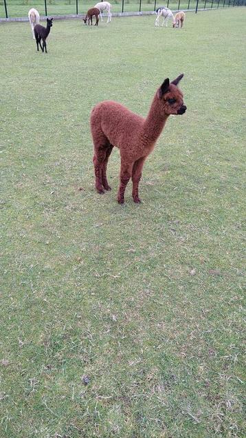 Alpaca merrie's en hengst  beschikbaar voor biedingen