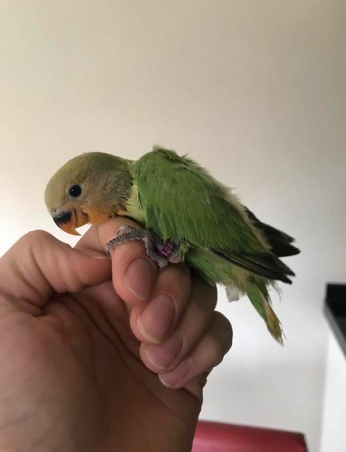 Baby handtamme dwergpapegaaien, Dieren en Toebehoren, Vogels | Parkieten en Papegaaien, Dwergpapegaai of Agapornis, Geslacht onbekend