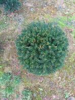 Ampoule d'if, Enlèvement