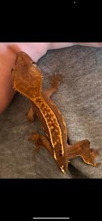 Wimpergekko met terrarium, Dieren en Toebehoren, Met terrarium