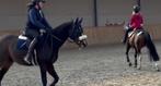 Super toffe D pony ook geschikt voor beginners, Dieren en Toebehoren, Paarden, Ruin