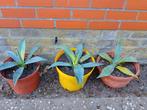 Agave plantjes, Tuin en Terras, Ophalen, Vaste plant