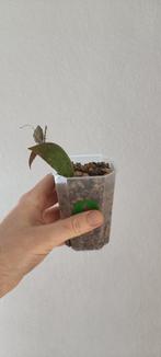 Hoya caudata sumatra, Maison & Meubles, Plantes d'intérieur, Ombre partielle, Plante à fleurs, Enlèvement ou Envoi, Moins de 100 cm