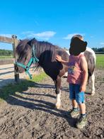 Brave shetlander, Merrie, 11 jaar of ouder