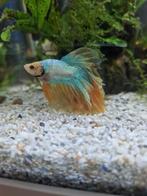 Betta man, Dieren en Toebehoren, Vis, Zoetwatervis