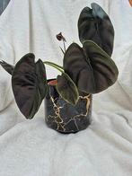 Alocasia Red Secret plant, Plante verte, Enlèvement ou Envoi, Autres espèces