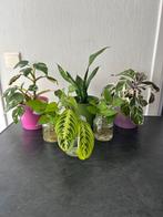 Lot kamerplanten - met sierpotten, Huis en Inrichting, Kamerplanten, Ophalen