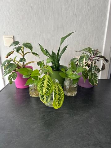Lot kamerplanten - met sierpotten, Enlèvement