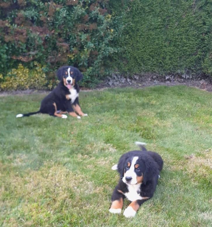 Berner Sennen pups, Dieren en Toebehoren, Honden | Herdershonden en Veedrijvers, Meerdere dieren, Overige rassen, Fokker | Professioneel