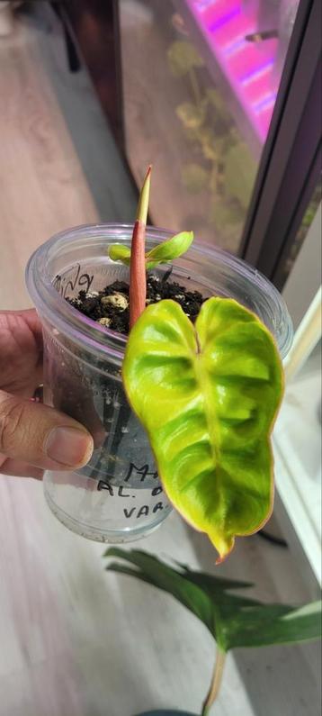 Philodendron billietiae variegated scheut te koop beschikbaar voor biedingen