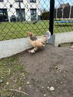 Ukkelse baardkriel hennen gezelschap, Dieren en Toebehoren, Pluimvee