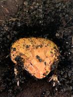 pacman kikker 'strawberry', Dieren en Toebehoren, Amfibie, 0 tot 2 jaar