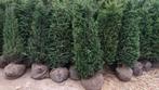 Taxus baccata XL 1m -1m25 Stuntprijs 11€, Tuin en Terras, Ophalen