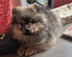 Dwergkeeshondjes zoeken een warme thuis!, België, Keeshond, CDV (hondenziekte), 8 tot 15 weken