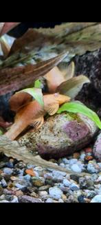 Ancistrus, Dieren en Toebehoren, Vissen | Aquariumvissen, Vis, Zoetwatervis
