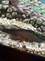 ! VRIJ ZELDZAAM! L528 Rio Paraguay Ancistrus, Dieren en Toebehoren, Vis, Zoetwatervis