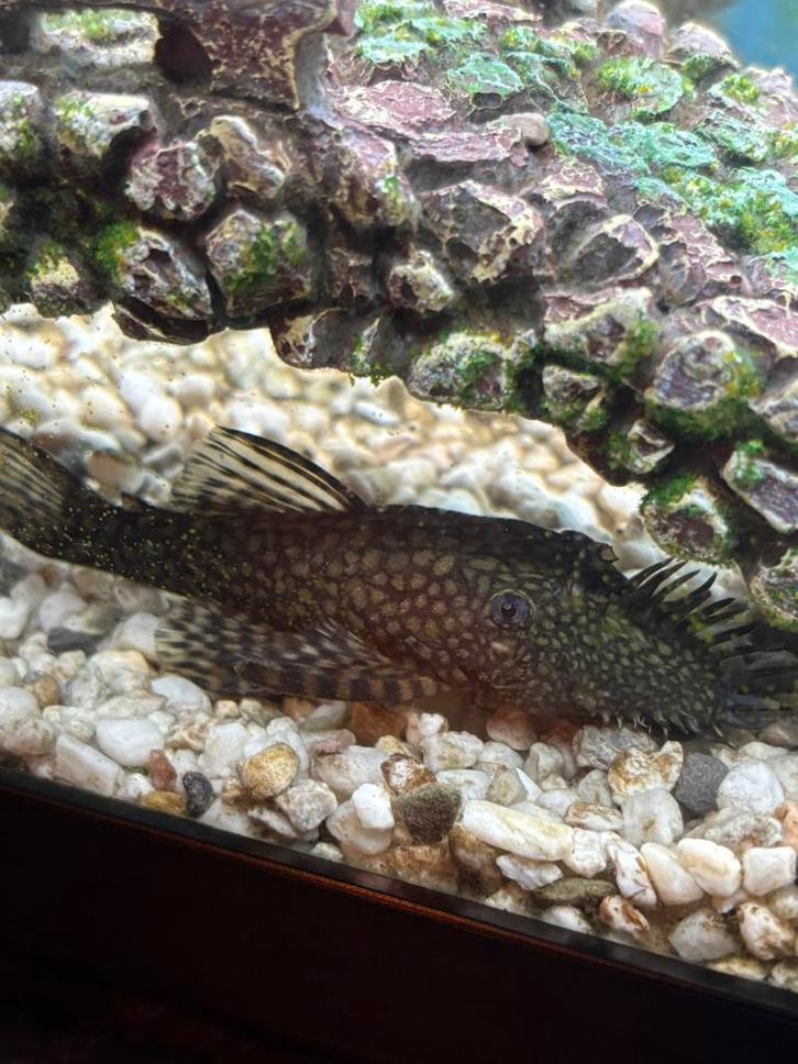 ! VRIJ ZELDZAAM! L528 Rio Paraguay Ancistrus, Dieren en Toebehoren, Vissen | Aquariumvissen, Zoetwatervis, Vis