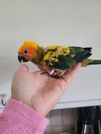 Bb conure soleil