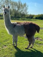 Alpacas: Bonte merrie met hengstveulen aan de voet, Dieren en Toebehoren, Meerdere dieren