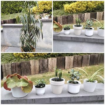 Kamerplanten/ficus/begonia/chlorophytum/Crassula ovata/.... beschikbaar voor biedingen