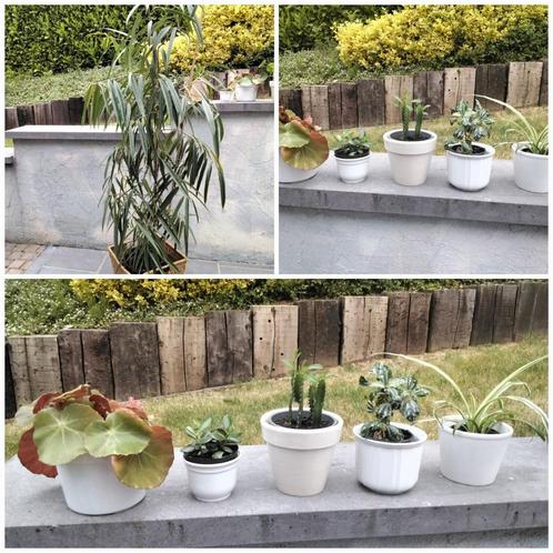 Kamerplanten/ficus/begonia/chlorophytum/Crassula ovata/...., Huis en Inrichting, Kamerplanten, Ficus, In pot, Ophalen