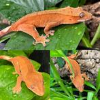 Gecko a crete wimpergecko crested gecko, Dieren en Toebehoren, Reptielen en Amfibieën