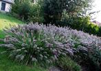 Pennisetum 'Black beauty', Tuin en Terras, Ophalen, Vaste plant, Siergrassen