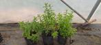 Munt plantjes, Ophalen, Volle zon, Vaste plant, Kruiden