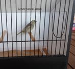 sijsjes (meerdere kleuren), Dieren en Toebehoren, Meerdere dieren, Wildzangvogel, Geringd