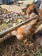 Serama haantjes, Dieren en Toebehoren, Pluimvee