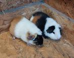 US teddy cavia. Cavia's, Dieren en Toebehoren, Knaagdieren, Juli, Cavia