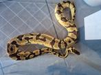 Ballpython Orange dream pastel yellowbelly mannetje, Dieren en Toebehoren, Tam
