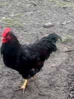 Barnevelder haan te ruil, Dieren en Toebehoren, Mannelijk, Kip