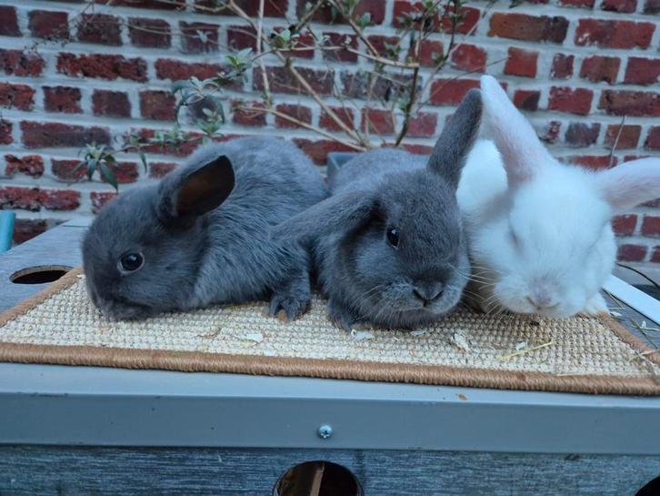 Nederlandse hangoordwerg voedsters, Dieren en Toebehoren, Konijnen