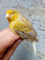 Mâle Timbrado cinamont, Dieren en Toebehoren, Vogels | Kanaries, Mannelijk