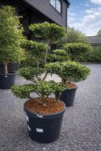 Ilex Green Crenata Bonsai - op voorraad, Ophalen, Halfschaduw