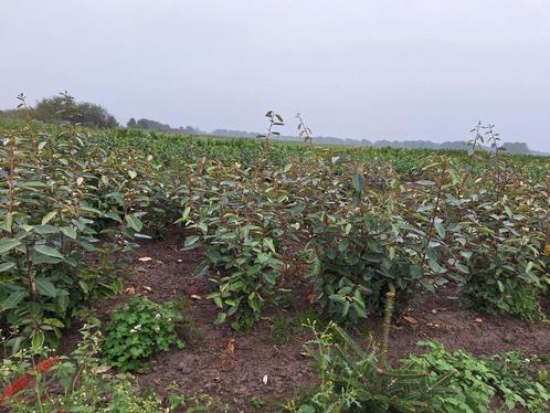 Elaeagnus ebbingei, saule olivier, Jardin & Terrasse, Plantes | Arbustes & Haies, Enlèvement ou Envoi