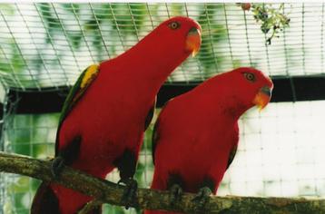 Plusieurs couple perroquet à vendre  beschikbaar voor biedingen