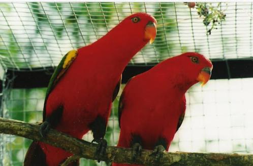 Plusieurs couple perroquet à vendre, Dieren en Toebehoren, Vogels | Parkieten en Papegaaien, Papegaai, Mannelijk