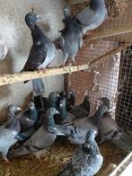 Jonge duiven, Dieren en Toebehoren, Vogels | Duiven