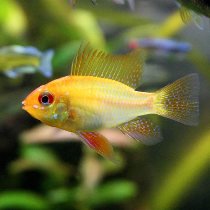 Ramirezi en or allemand 5 cm - Location : Heerlen, Pays-Bas, Animaux & Accessoires, Poissons | Poissons d'aquarium