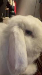 Minilop, Enlèvement