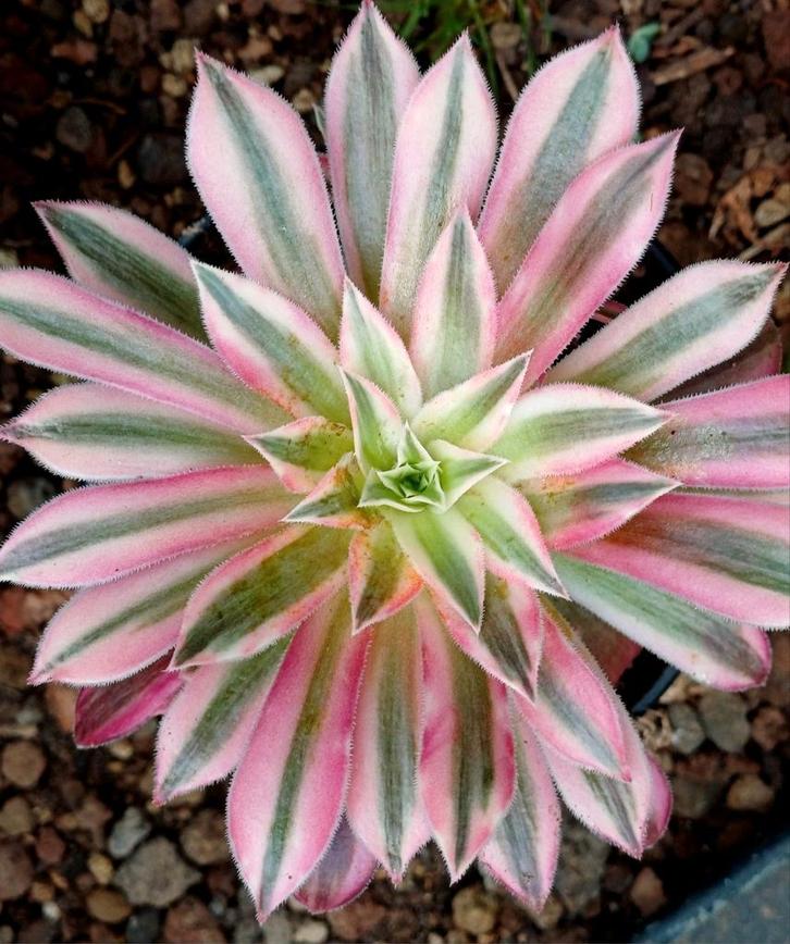 Aeonium suzaku, Huis en Inrichting, Kamerplanten, Vetplant, Ophalen of Verzenden