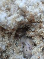 Rusishe dwerghamster, Dieren en Toebehoren, November, Hamster