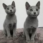 Blauwe Rus - kittens te koop, Dieren en Toebehoren, Katten en Kittens | Raskatten | Korthaar, Meerdere dieren, 0 tot 2 jaar, Gechipt