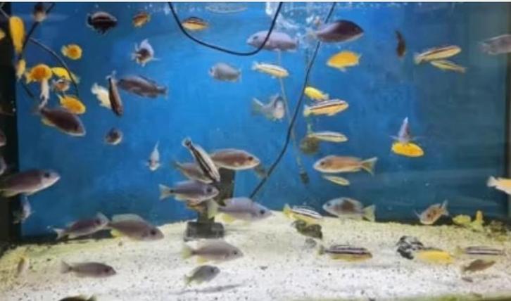 malawi in promotie, Dieren en Toebehoren, Vissen | Aquariumvissen