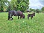 Shetlander merrie veulen, Dieren en Toebehoren, Merrie, Niet van toepassing, 0 tot 2 jaar, Ingeënt